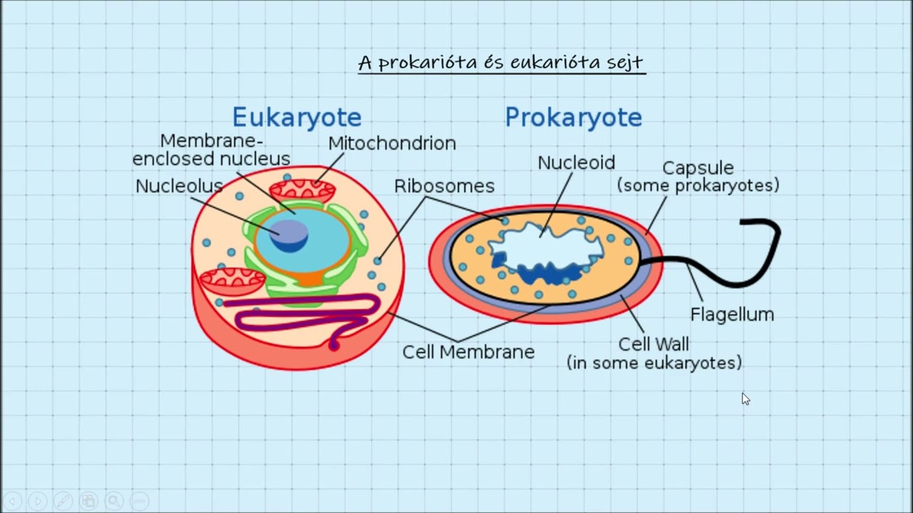 Sejtbiológia 13. rész: A sejtes szerveződés