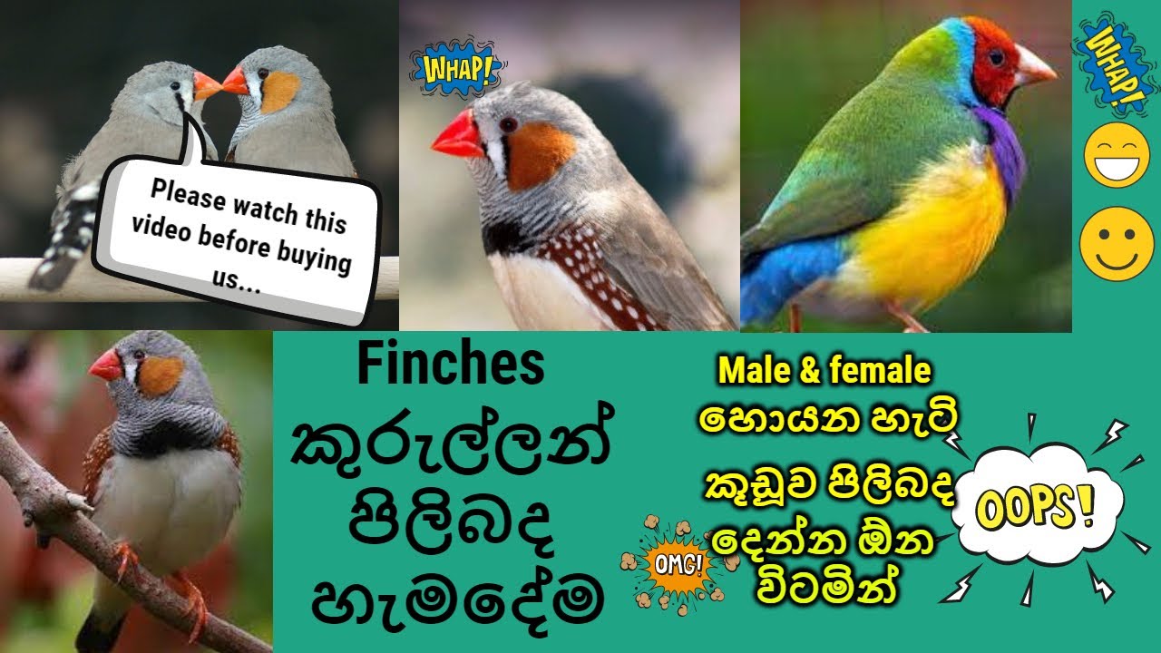 All about finches birds  in Sinhala 2022 | Mathila's budgie world