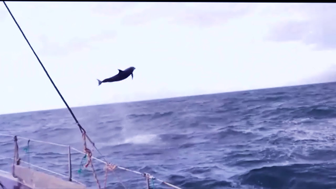 Dolphins Jumping in the Caribbean Sea