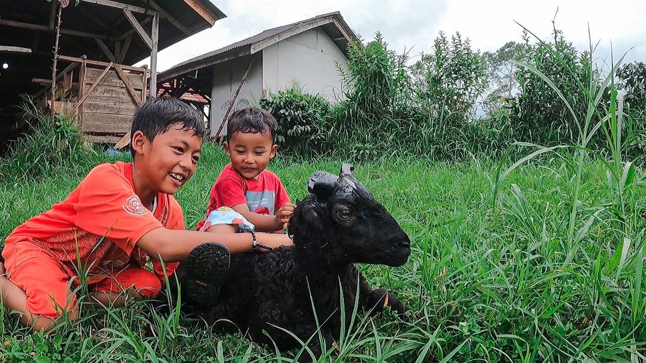 Hidup Di Desa dengan Domba Garut, Bikin Bahagia | Living in Rural Indonesian with Sheep