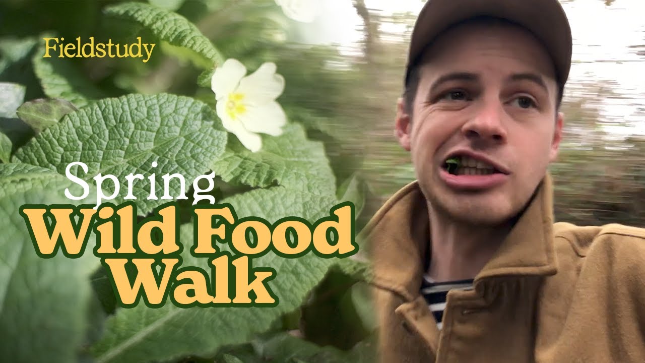 Spring Foraging Walk in the Rain | UK Woodland Foraging
