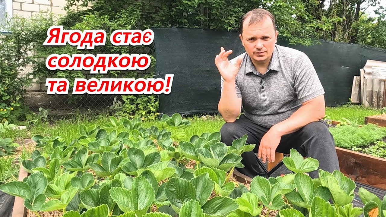 Від цього підживлення полуниця солодка та велика!