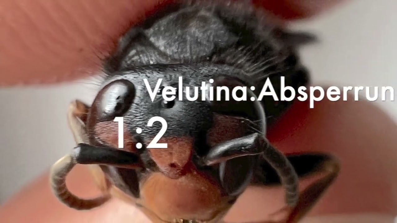 Velutina vs.  Aussperrung -  wer gewinnt? 2025