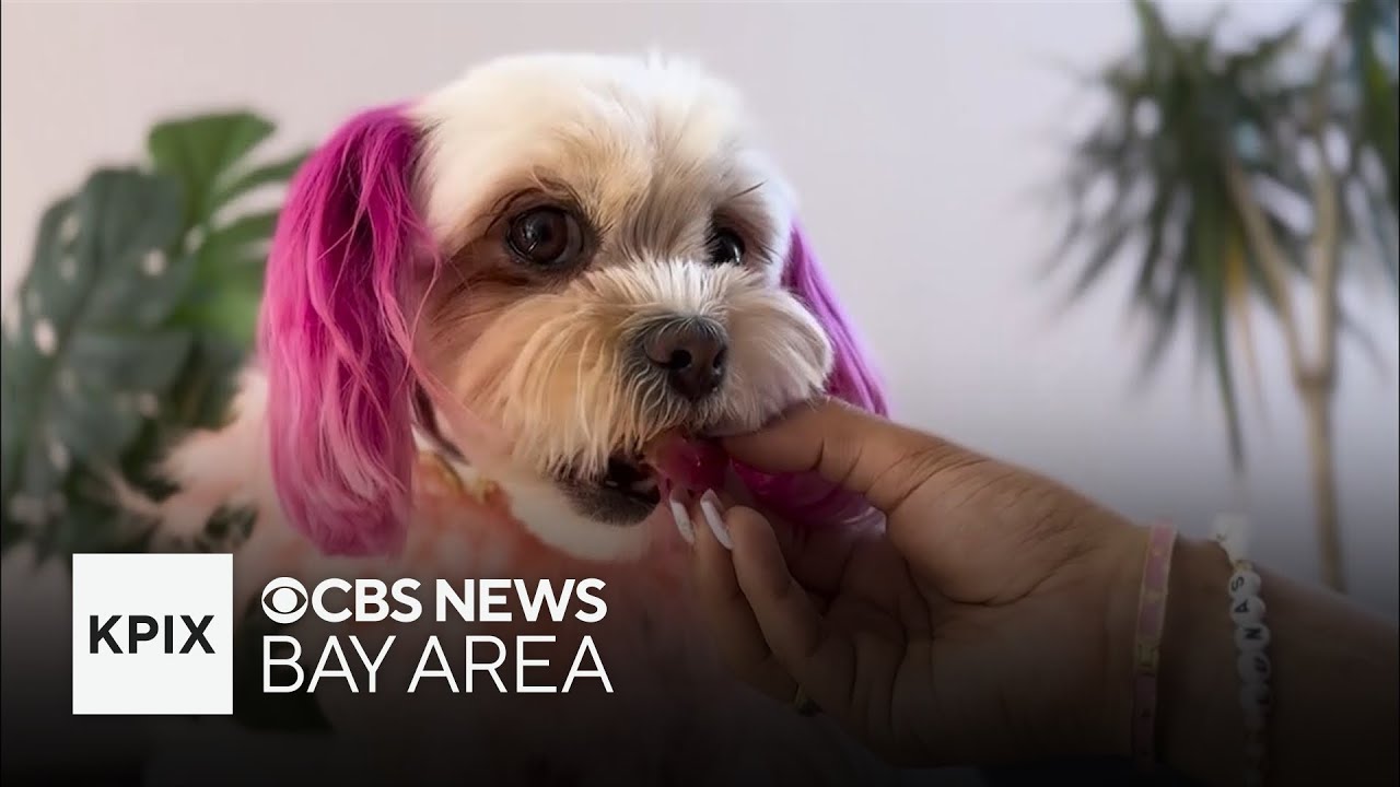 Mishka Dog Boutique in San Francisco taking canine care to luxurious levels