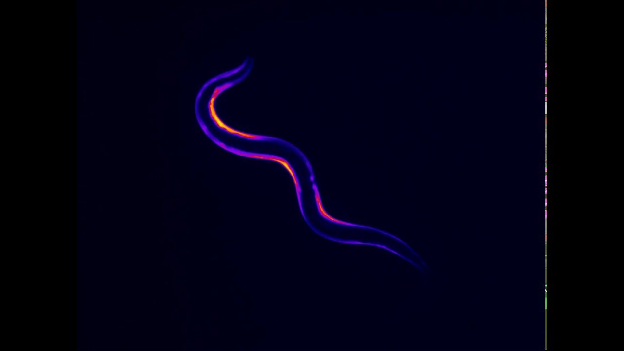 Ca2+ dynamics in  body wall muscles of wild-type C. elegans