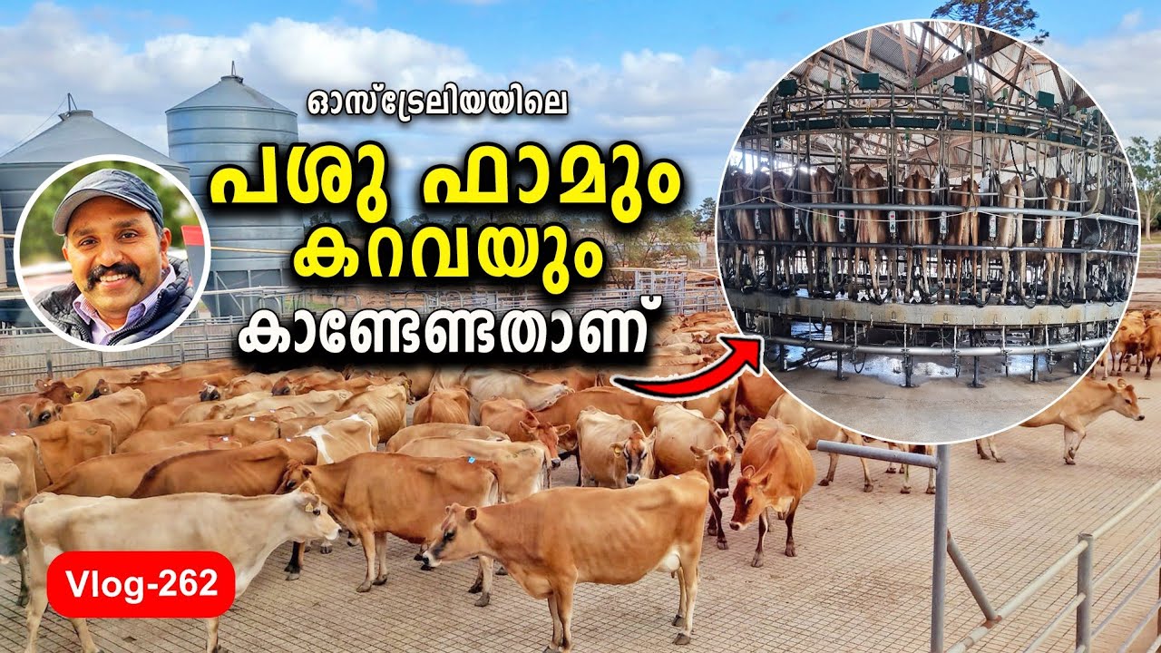 Jersey പശു Farm! Modern Cow Milking കാണേണ്ടതാണ്!Rural Australia!Farming!Malayalam!Vlog
