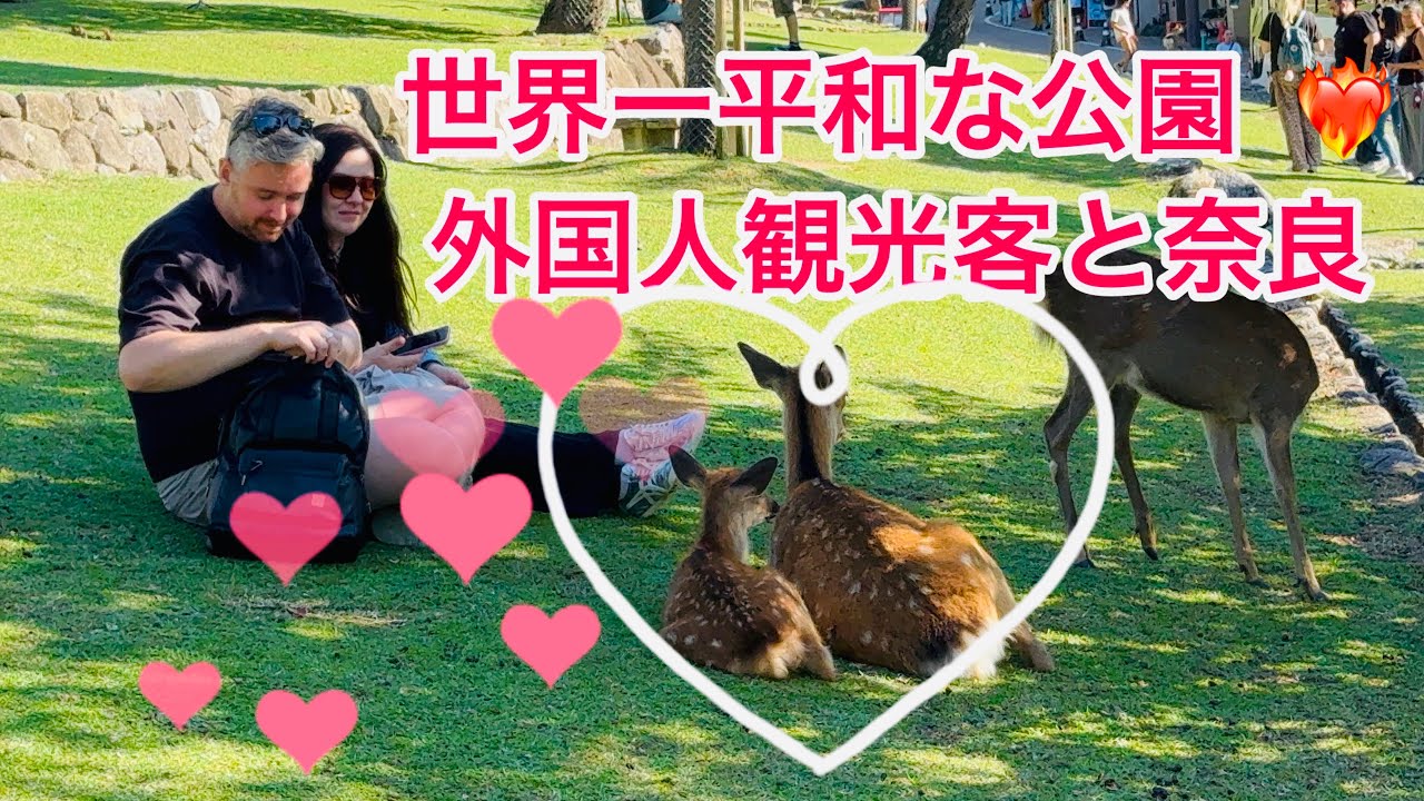 世界一平和な公園 ❤️‍🔥外国人観光客と奈良 Nara Park deer 🦌 in japan #narapark