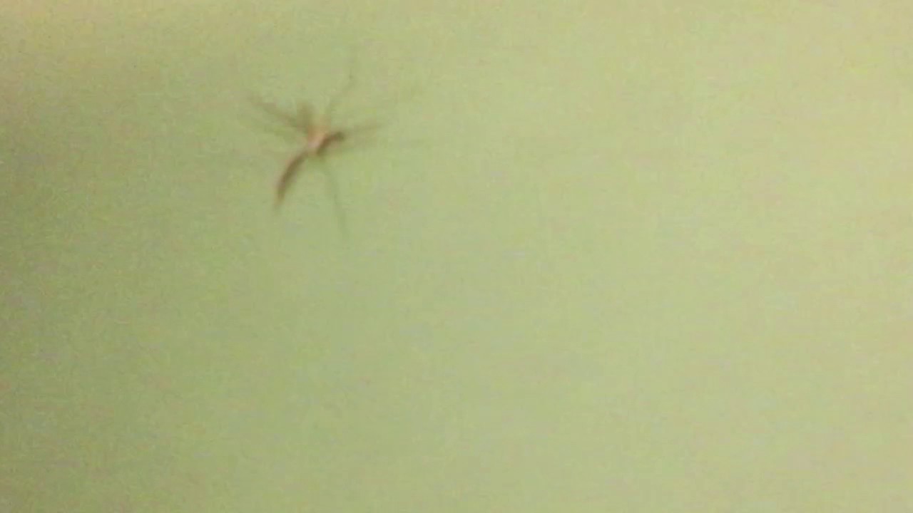Giant crane fly