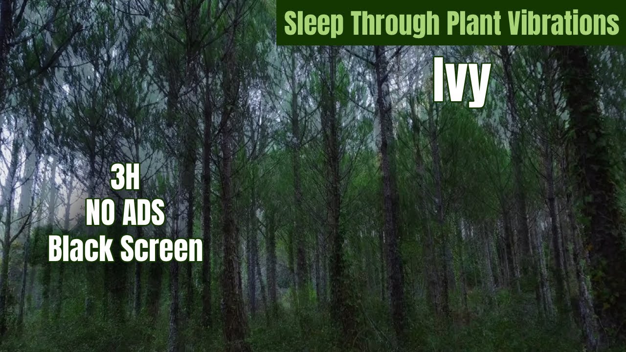 The Forest Within | 432Hz Healing Music from Living Plants (3 Hours No Ads)