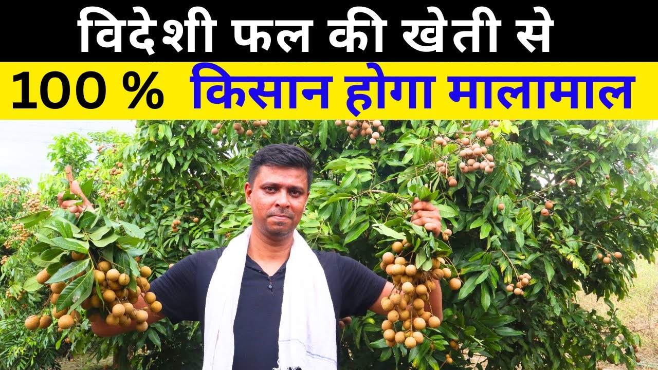 Longan की खेती से पैसा ही पैसा😱🤑सालाना होगी लाखो की कमाई💯🔥II Farming II Fruit Farming