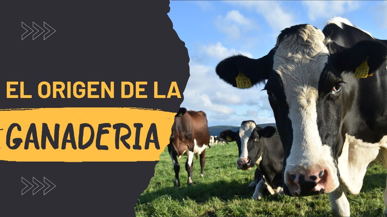 C&oacute;mo fue el origen de la ganader&iacute;a ?