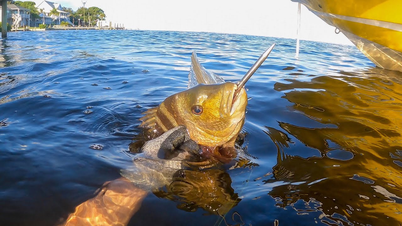 Shallow Water Spearfishing Under Docks for Sheepshead