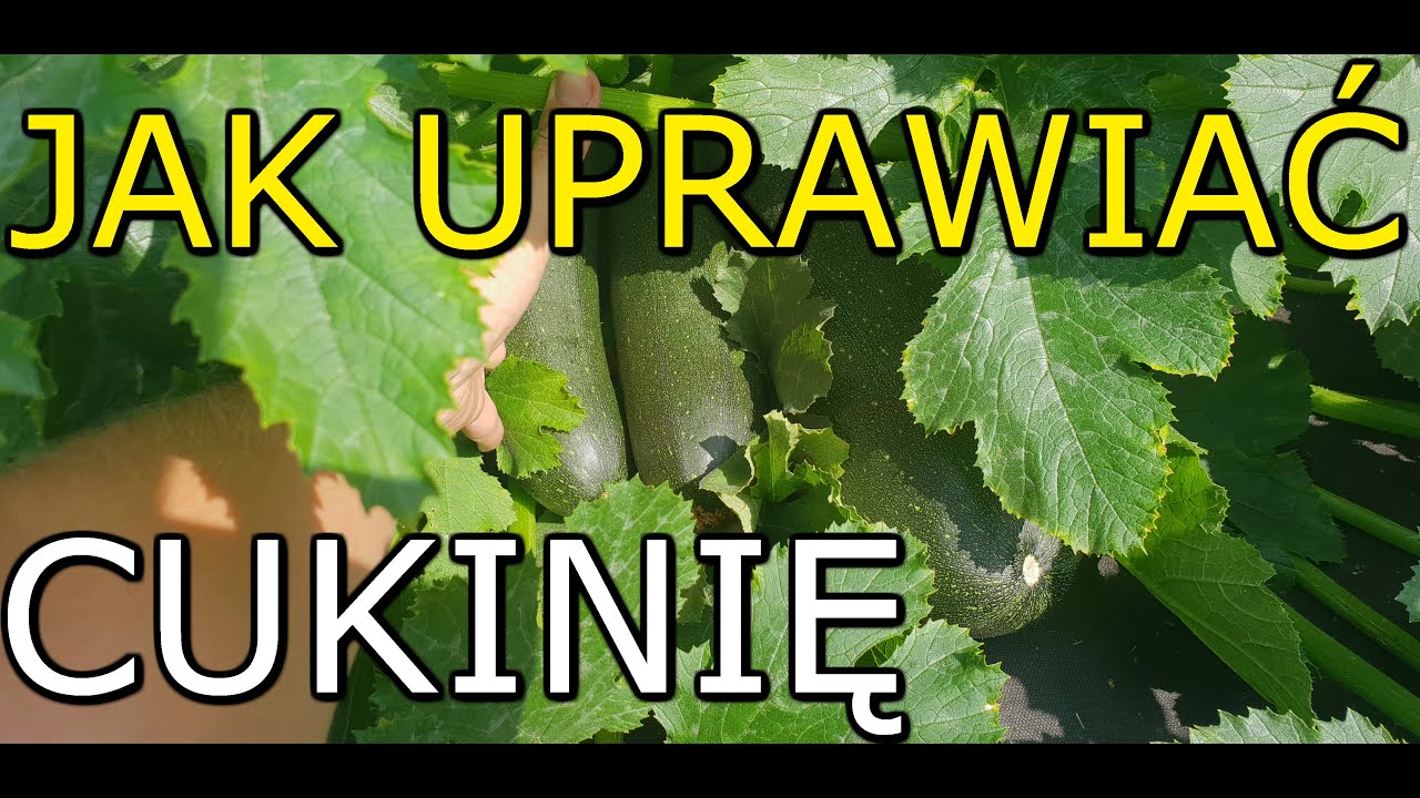 Jak uprawiać Cukinię | Uprawa Cukinii KROK po KROKU