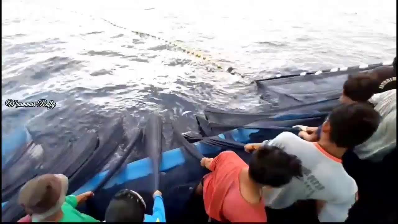 Pukat cincin Nelayan Indonesia Dapat Banyak Ikan, luar biasa hasil tangkapan Nelayan Indonesia