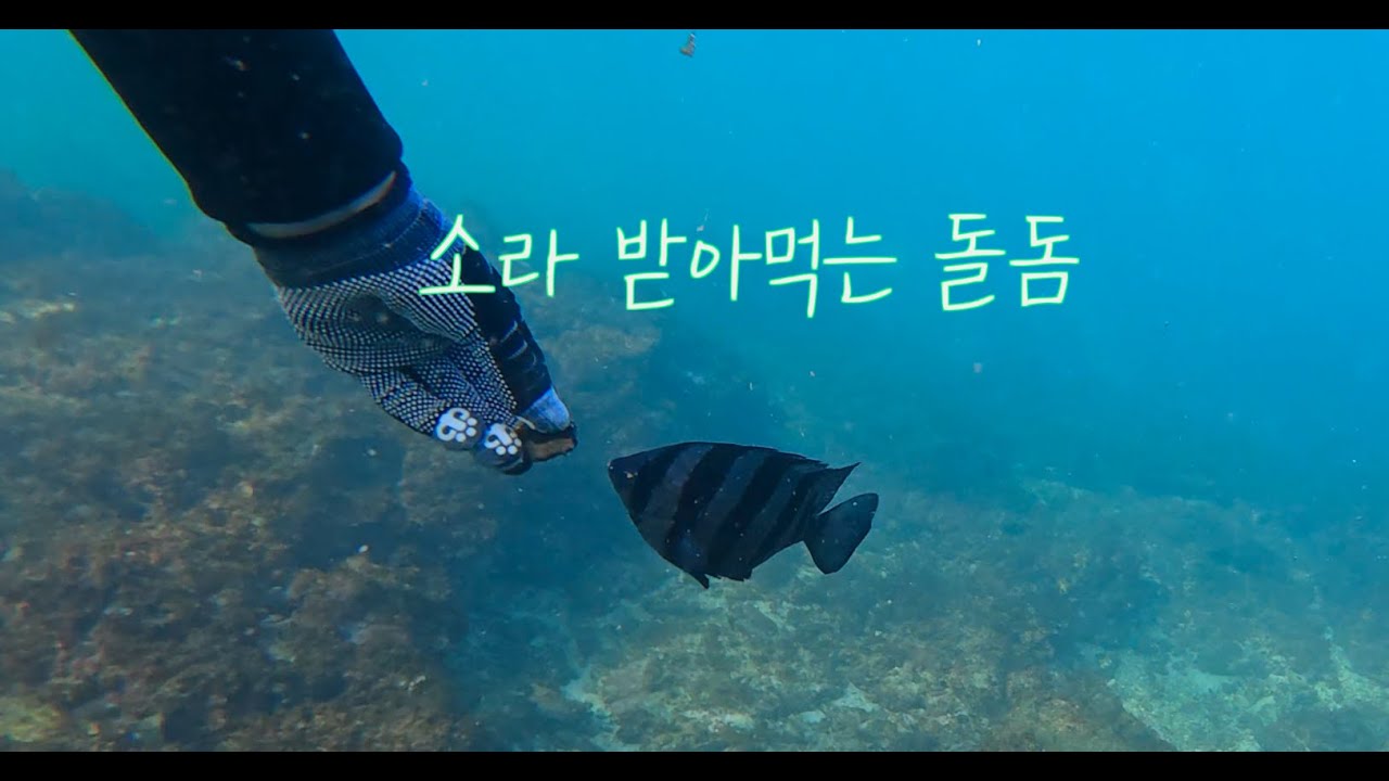 호기심 많은 아기 돌돔 이야기