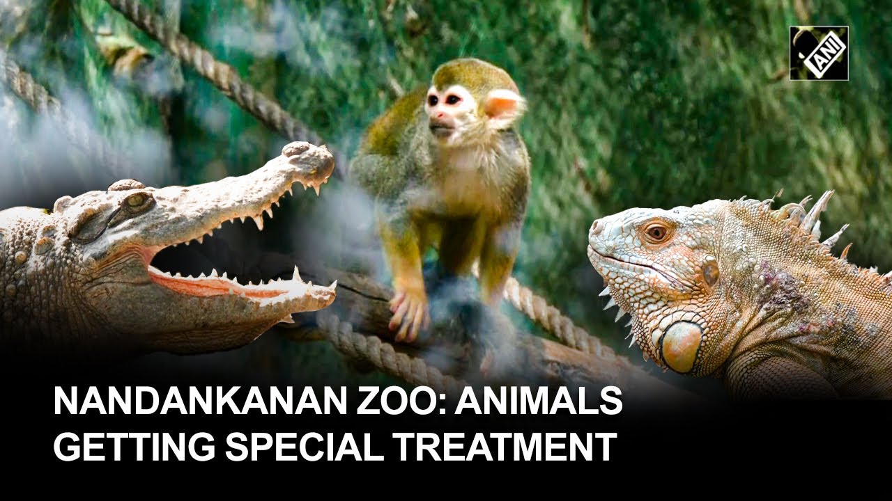 Odisha: Animals at Nandankanan Zoo get special treatment this winter