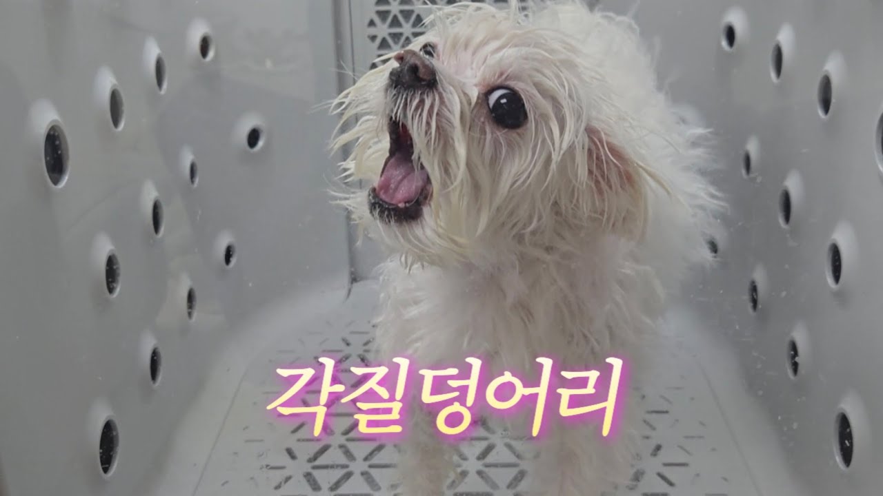 푸석해진 장군이