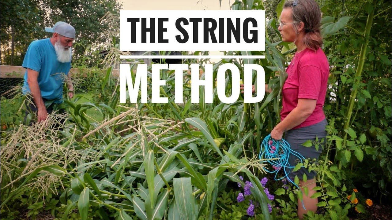THE STORM vs My CORN | What Do You Do?