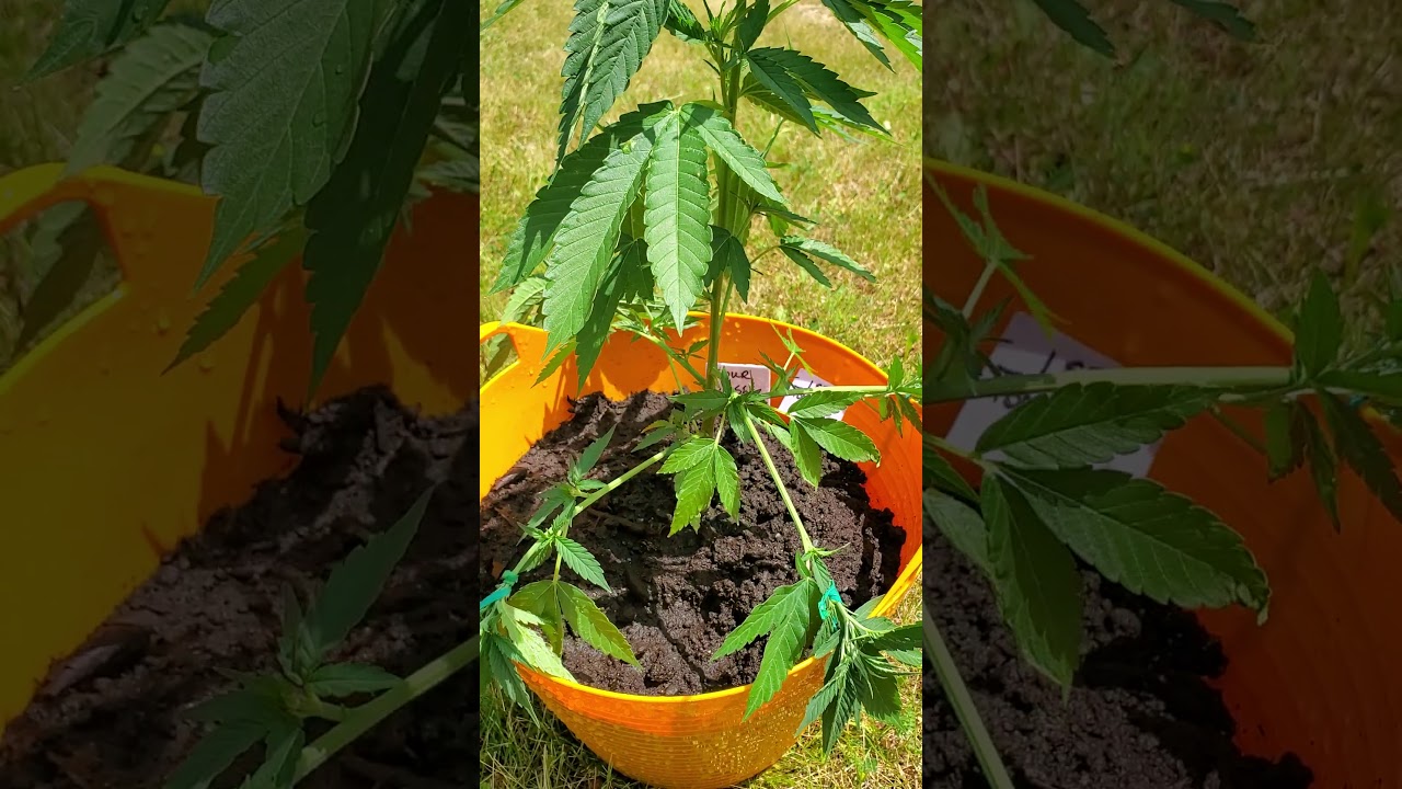 Cannabis Plant Training Part 1- Topping, FIMing and LST