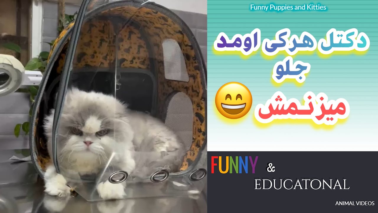 دکتل هرکی اومد جلو میزنمش 😅