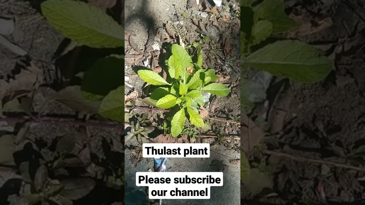 Thulasi #shorts #youtubeshorts #thulasi
