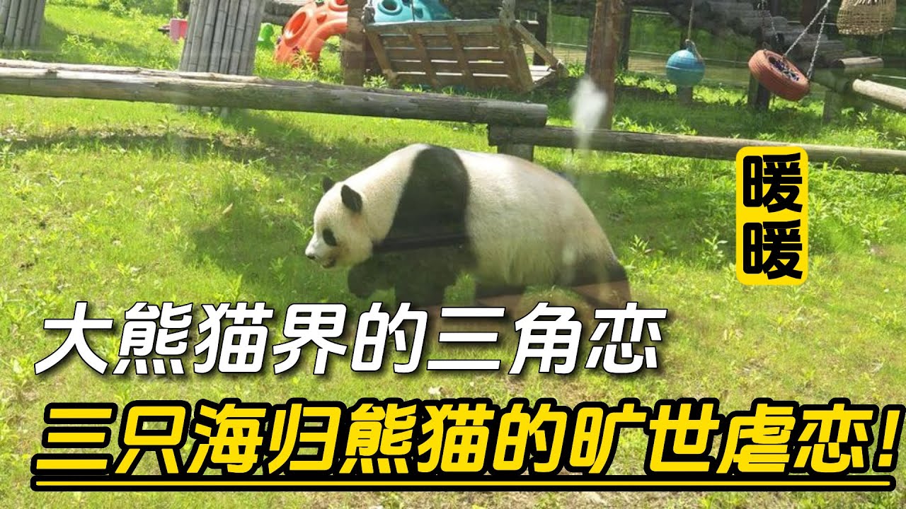 『暖暖』熊猫暖暖和福虎、福豹的三角恋情，三只海归熊猫的旷世虐恋 panda warm  malaysian panda  #熊猫