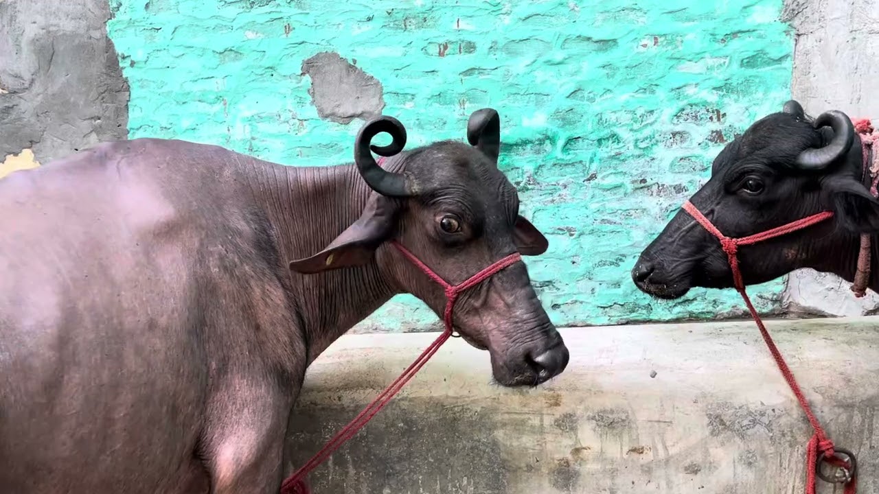 सेल के लिए उपलब्ध 4 पशु #dairyfarm #animals #dairy #viral #trending