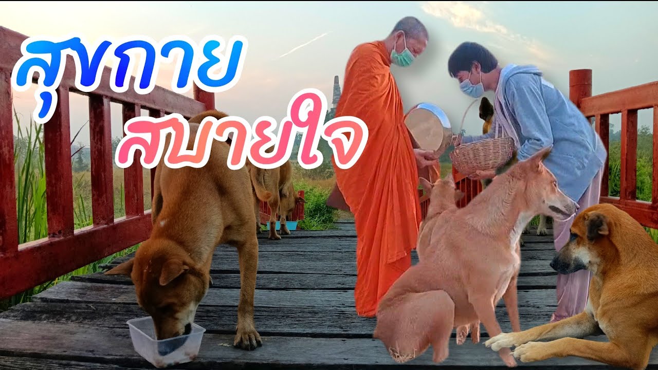 🔴🐼LIVE  สุขกาย สุขใจ ในเช้าวันศุกร์ ใส่บาตรวัดมเหยงคณ์  29 ม.ค  #อยุธยา #Nopนพพลสตอรี่
