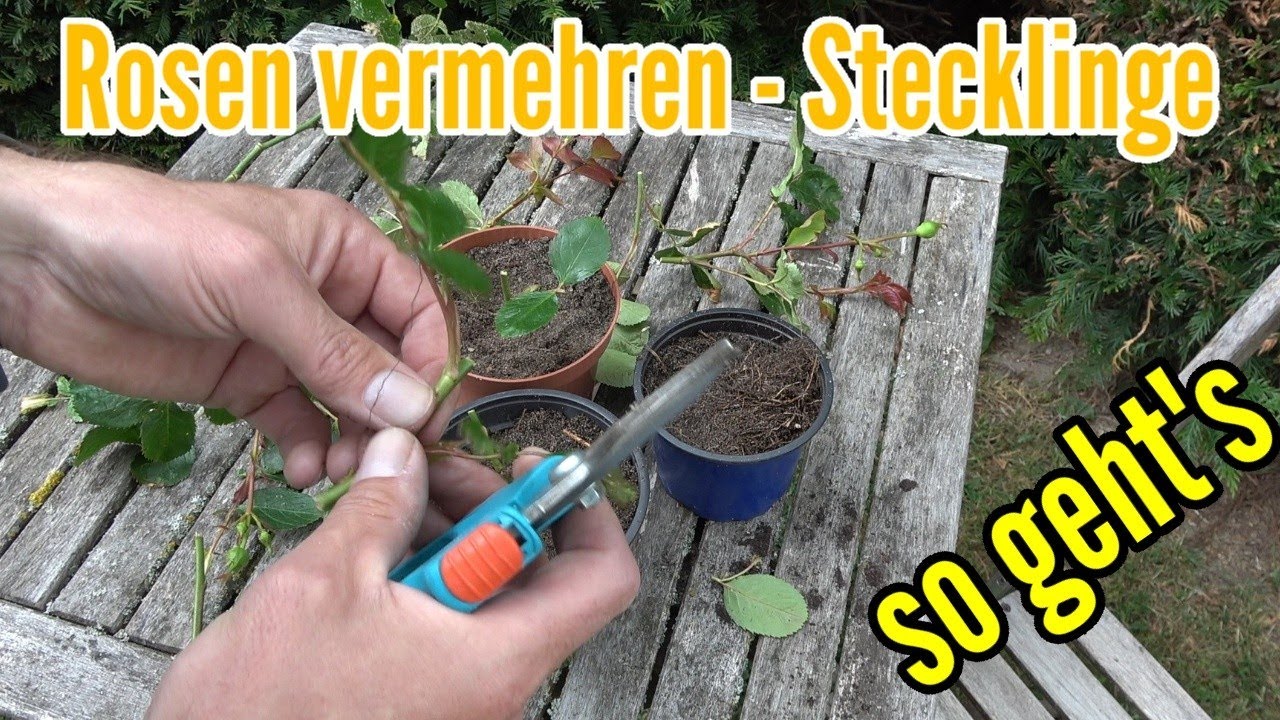 Rosen vermehren aus Stecklingen - So klappt es garantiert