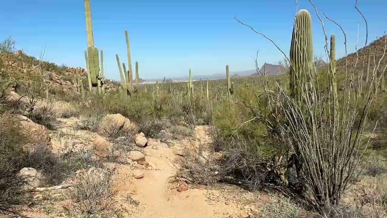 Hidden in Plain Sight: Arizona’s Giant Cactus Forest