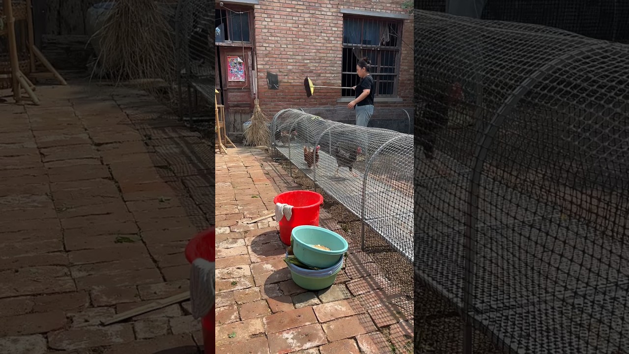 How to Raise Chickens the Smart Way 🐓 | DIY Chicken Run #pets #poultryfarming #shorts