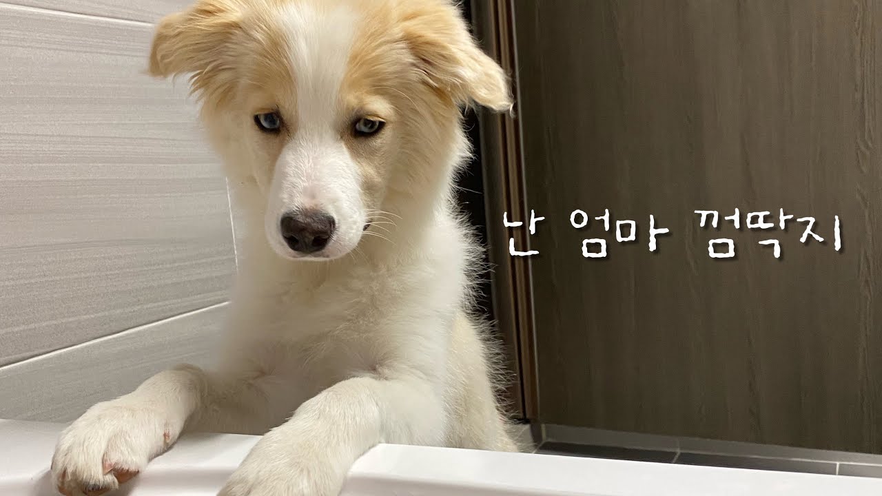 몰리는 왜 이렇게 엄마만 따라다닐까? 