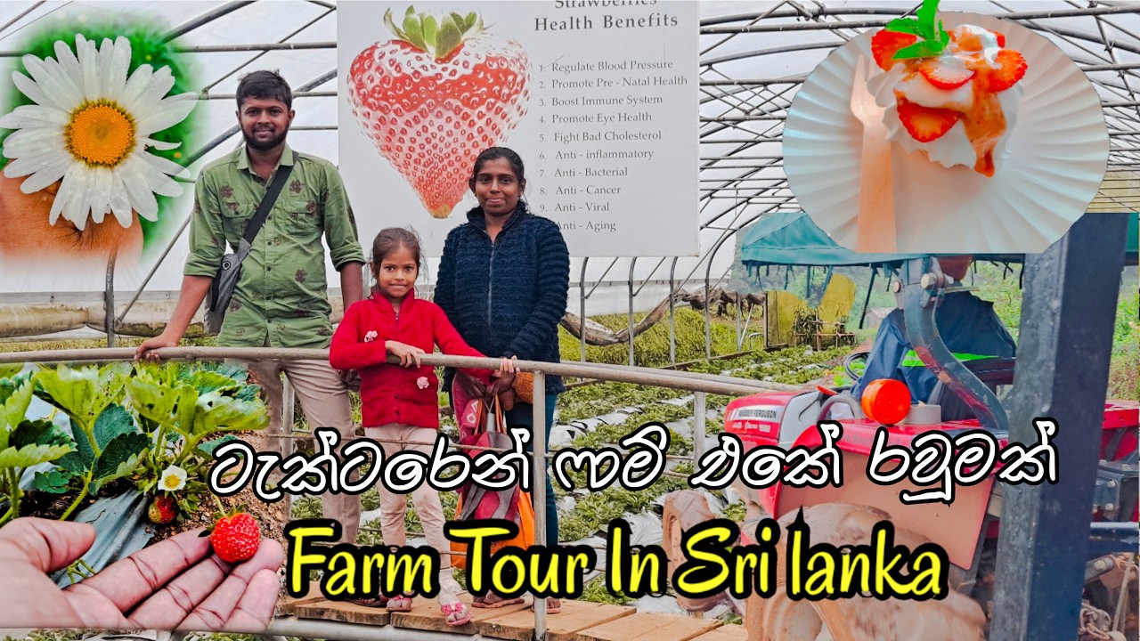Farm Tour In Sri lanka👨‍🌾Tractor Ride In Strawberry Farm🚜ස්ට්‍රොබෙරි කඩන්න හිතන් ගිහිං උන වැඩේ #food