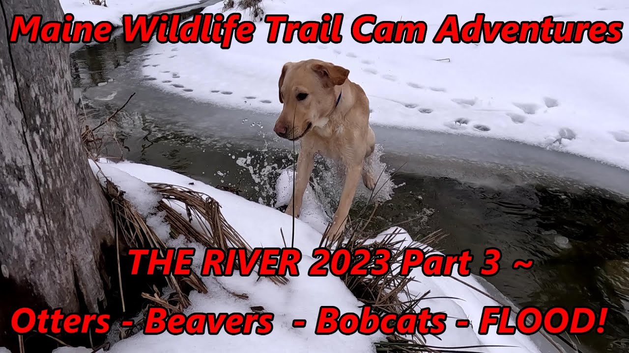 Maine Wildlife Trail Cam Adventures | The River 2023 - Part 3 ~