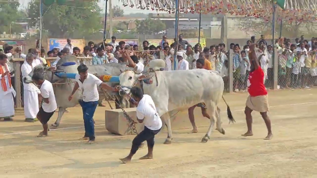 MCOR bulls (మచ్చల పులి _అహోబిల) త్రిపురాంతకం సీనియర్ 2026 Tripurantakam senior Compitition 