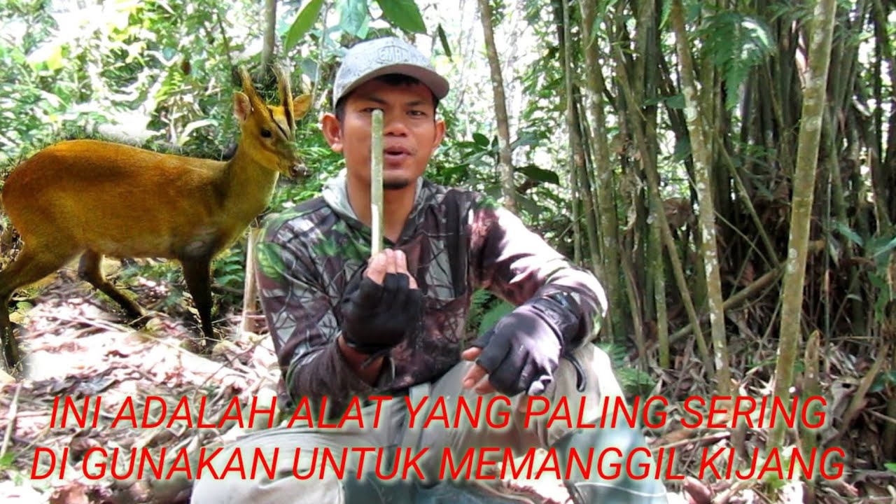 MEMBUAT ALAT PANGGIL KIJANG LANGSUNG DI DALAM HUTAN