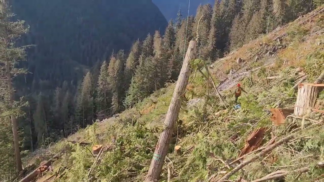 Catching the hook and setting a turn. HELI LOGGING