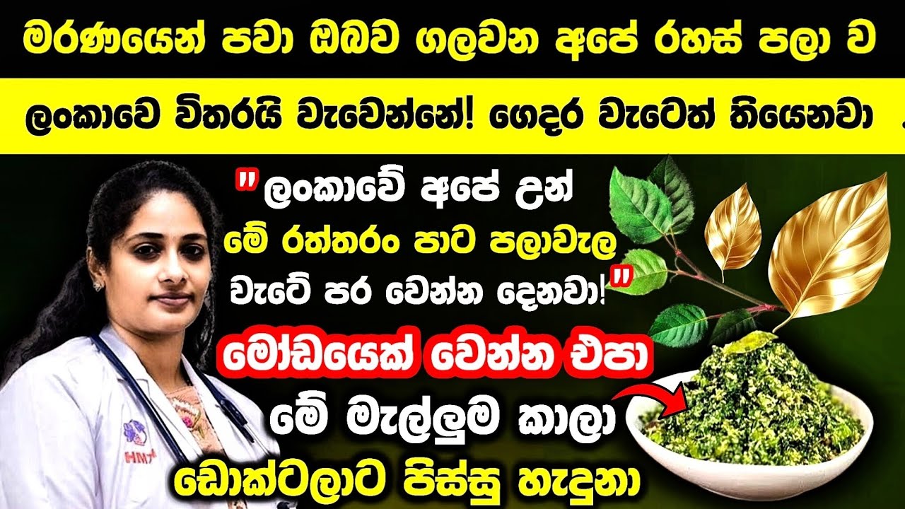 ⛔මේ රත්‍රං ගහ වැටට හිටෙවිවොත් හෙණ ගහයි! නිහඩ මාරයාගෙන් ඔබව බේරන එකම පැලේ