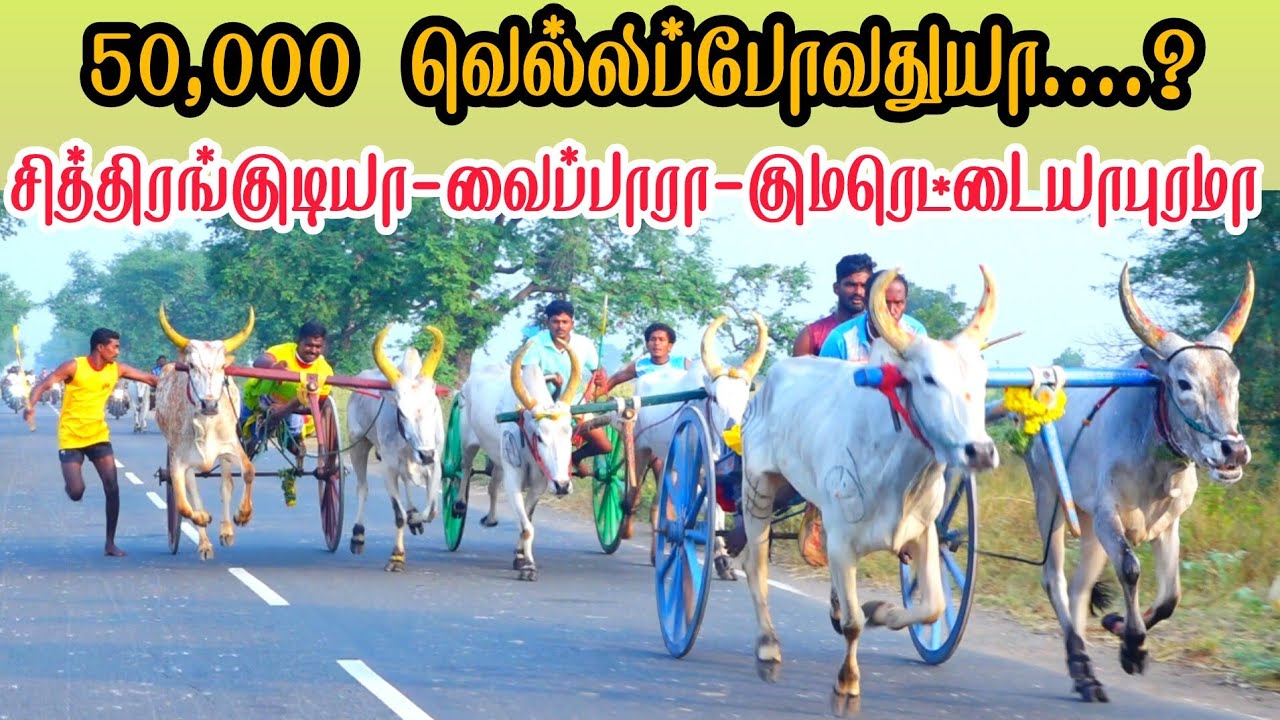 இராமநாதபுரம் மாவட்டம் திம்மநாதபுரம் பெரியமாடு பந்தயம் 08-02-2026