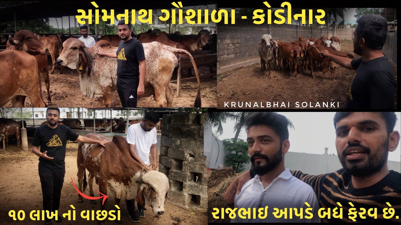 સોમનાથ ગૌશાળા-કોડીનાર,આજે મુલાકાત લીધી 24/09/2023