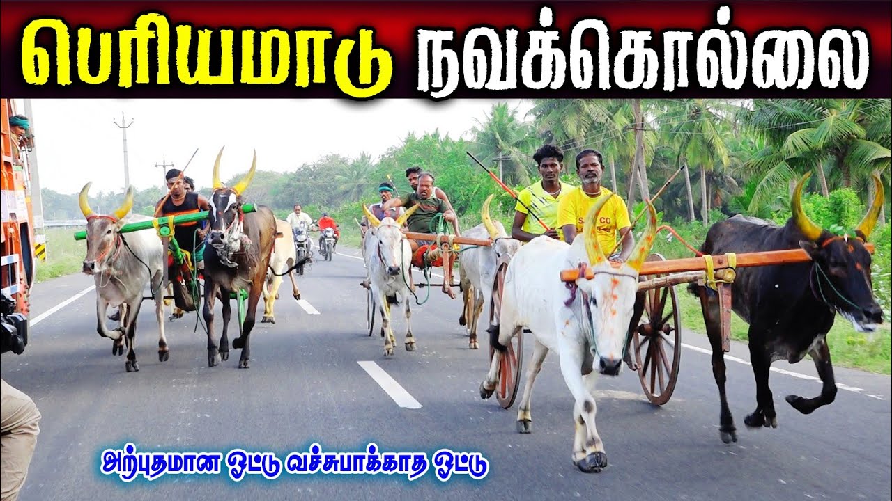 பெரியமாடு நவக்கொல்லை (01.02.2026) பந்தயம் 