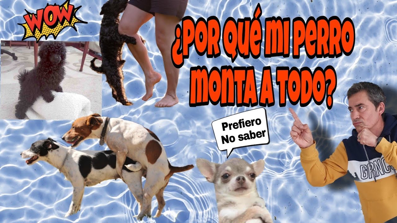 ¿Por qué mi perro monta a todo?