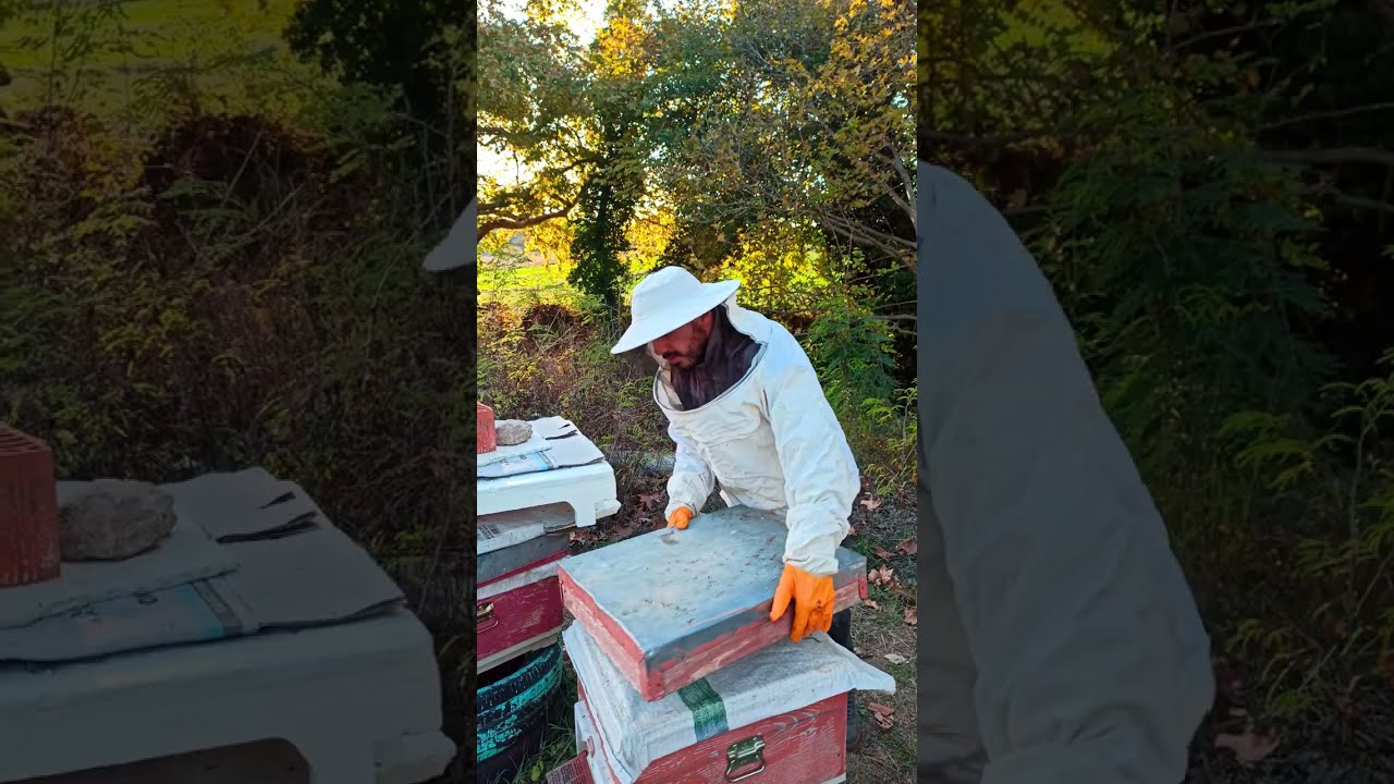 ARIYA ŞERBET NE ZAMAN VERİLMELİDİR? / Arıcılık / honeybees /