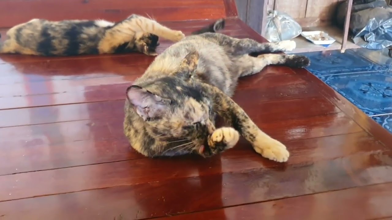 Mother cat and kittens sleep on the bed sweet together | LuLu Kittens