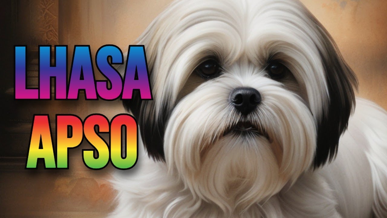 Lhasa Apso: Szlachetny strażnik Tybetu