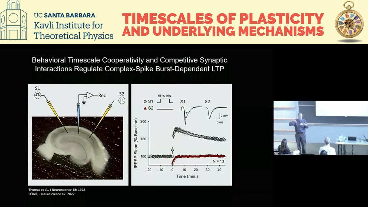 Behavioral Timescale Cooperativity & Competitive Synaptic Interactions ▸ Thomas O'Dell (UCLA Med)