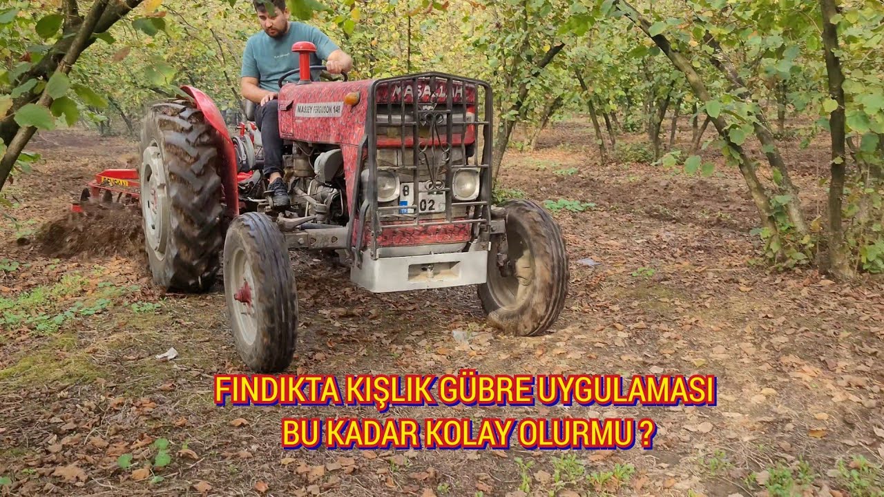 BU KADARI DA FAZLA ! - FINDIKTA KIŞ GÜBRESİ UYGULAMASI 