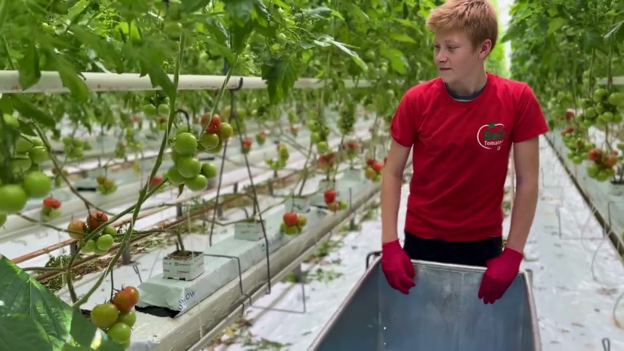 Tomatenkwekerij Van den Belt