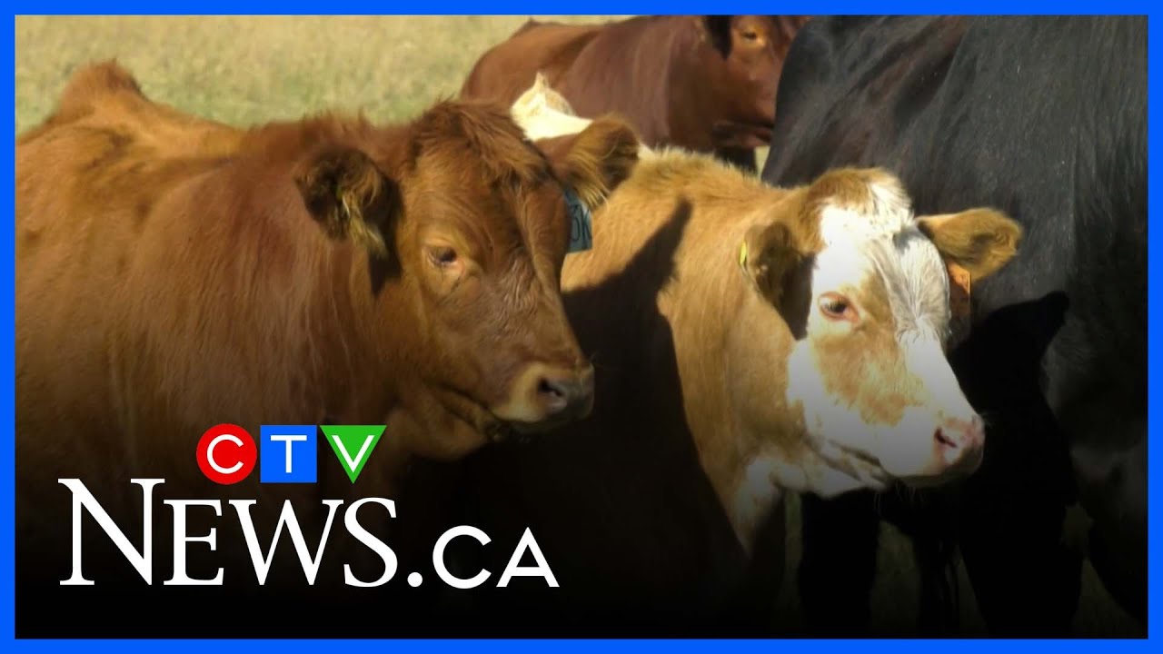 Saskatchewan cattle ranchers raise concerns