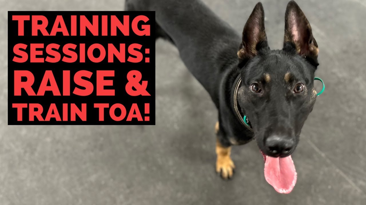 Training Sessions: Puppy training session w/raise & train Toa
